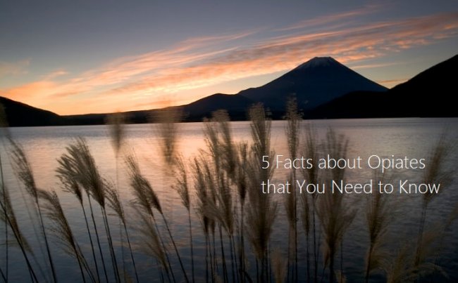 5 Facts about Opiates that You Need to Know-The Dunes 5 Facts about Opiates that You Need to Know-The Dunes