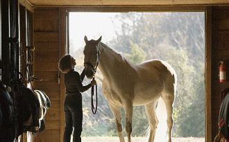 Holistic Drug Rehab With Equine Therapy In New York
